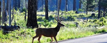 Deer on the road